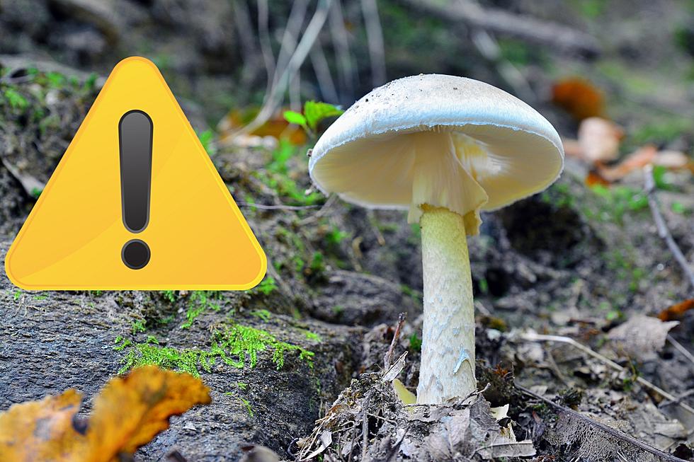 Beware! The Deadliest Mushroom in the World Grows in Michigan