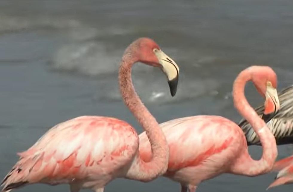 What The Heck? Pink Flamingos Spotted In Lake Michigan