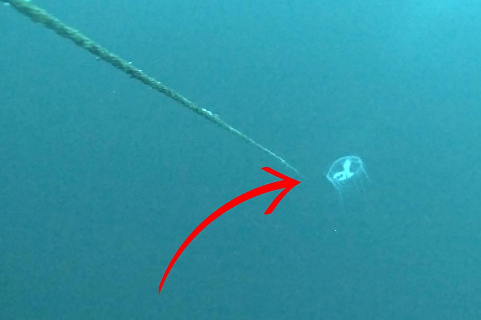 MI Scuba Divers in Lake Huron Encounter Large Group of Jellyfish