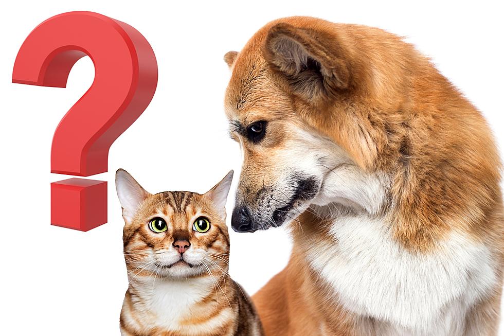 Is It Legal to Eat Cats and Dogs in Michigan?