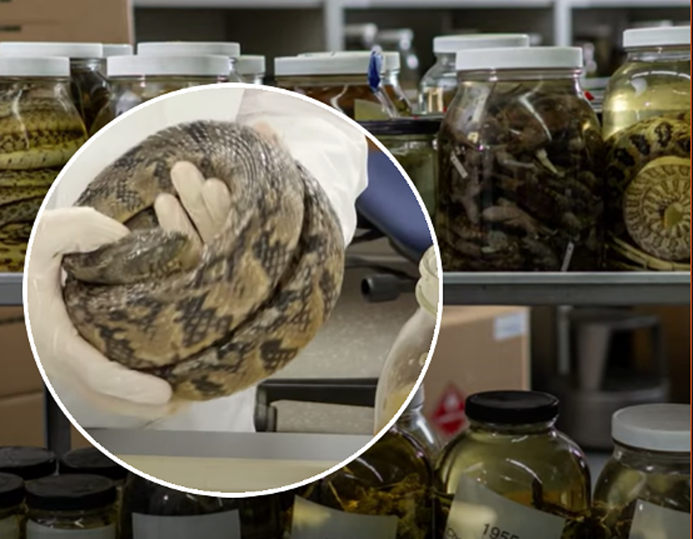 This Michigan College Has the Largest Snake Collection in the World
