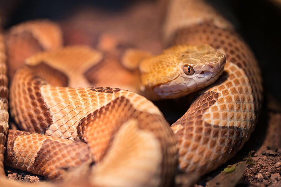 This Michigan College Has Largest Snake Collection in the World