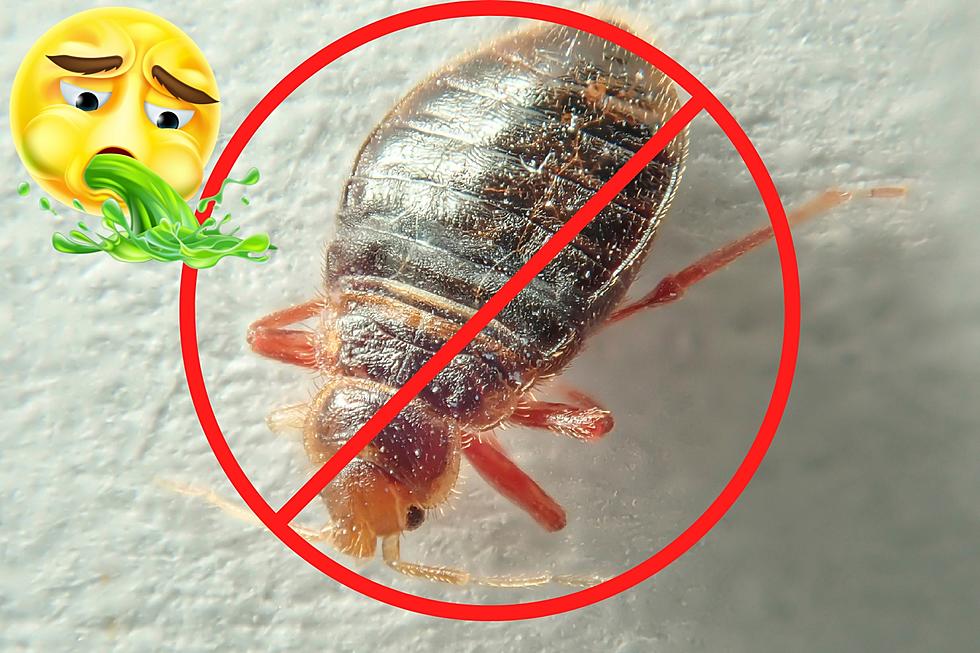Bed bugs: Do-it-yourself control options - Insects in the City