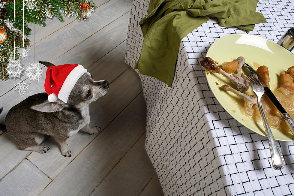 Warning, MI Pet Owners: 15 Christmas Foods Hazardous for Dogs