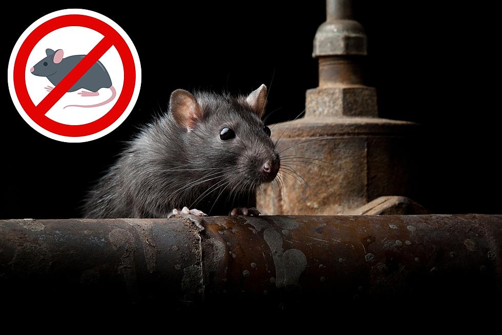 See How This Michigan City is Fighting Off Its Rat Infestation