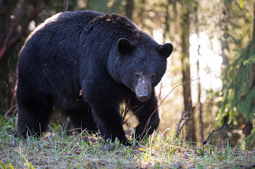 Michigan’s Wild Dangers: How Many Lives Have Bear Attacks Claimed?