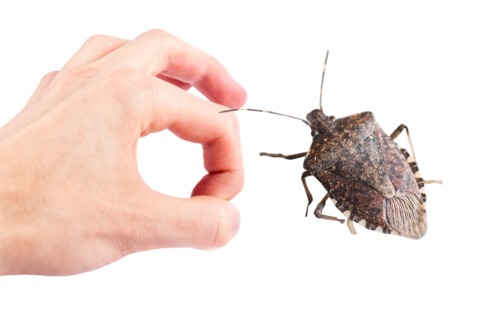 How to Get Rid of Annoying Stink Bugs From Your Michigan Home
