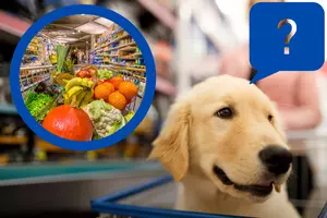 Should Pets Be Allowed in Michigan Grocery Stores?