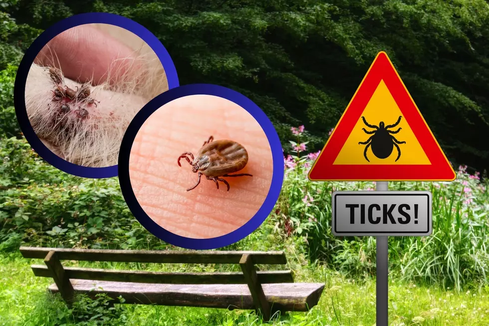 Ticks in Michigan Are Expected to Be Even Worse This Year