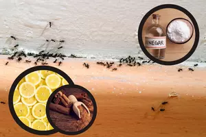 7 Natural Methods to Prevent an Ant Invasion in Your Michigan...