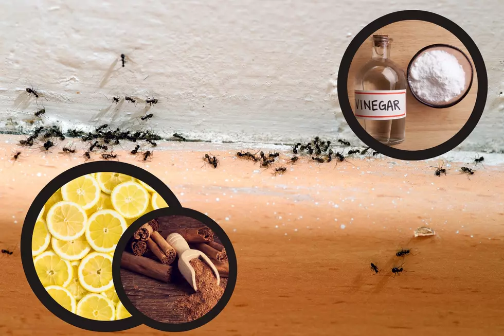 7 Natural Methods to Prevent an Ant Invasion in Your Michigan Home