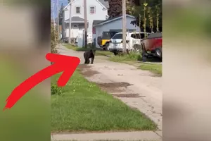 Black Bear Spotted Hanging Out In City Of Ludington