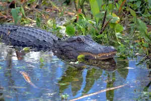 Oakland County Officials Warn of Possible Alligator in Lake