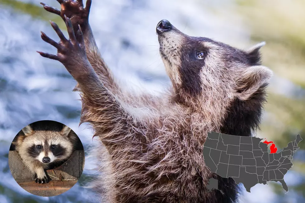 Can You Legally and Safely Own a Raccoon in Michigan?