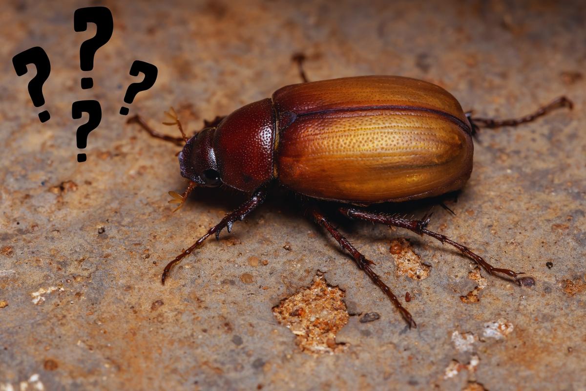 Didn’t See Any June Bugs in Michigan This Year? You’re Not Alone