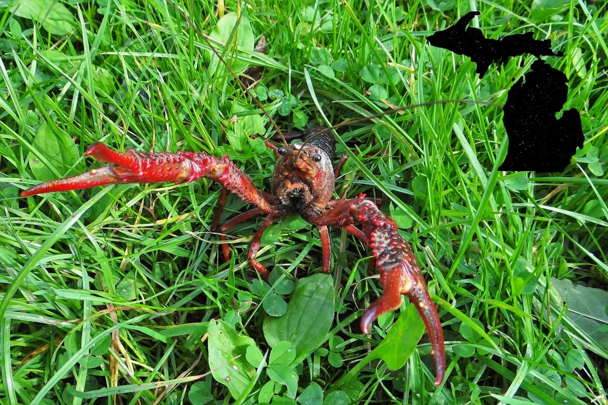 Illegal Crayfish Found in Michigan—And They’re Wreaking Havoc