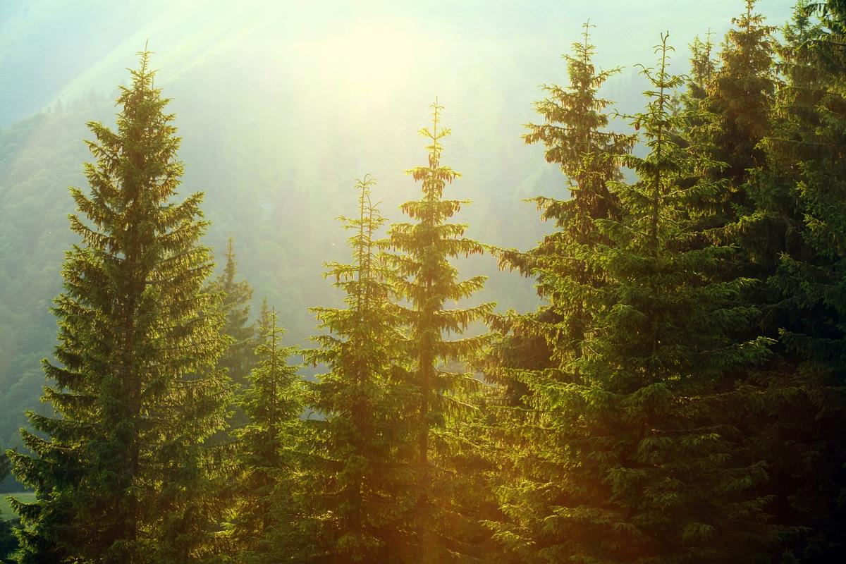 68-Foot Spruce From Michigan’s U.P. Chosen as State Christmas Tree