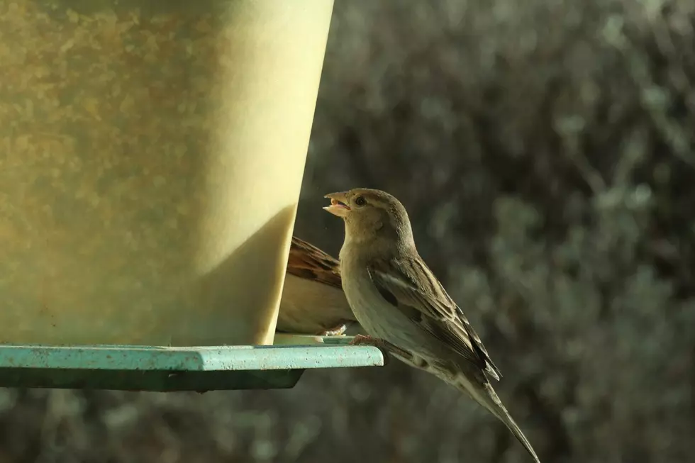 Why House Sparrows Are Legal to Kill in Michigan