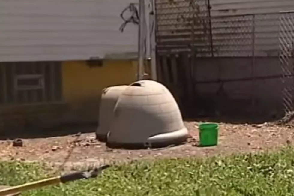 Dogs in Detroit Die From Heatstroke After Being Left Without Water
