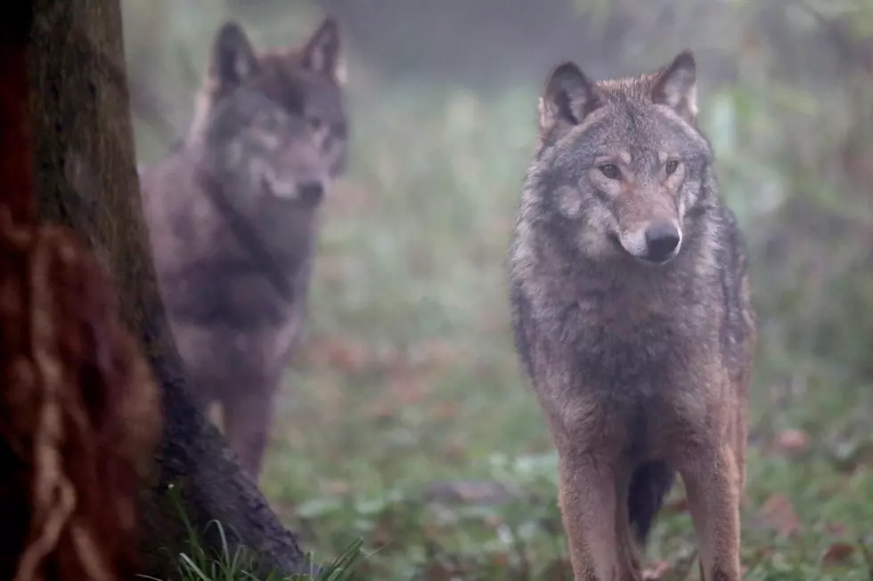 Michigan Campground Closed After Wolves Rip Through Shelter