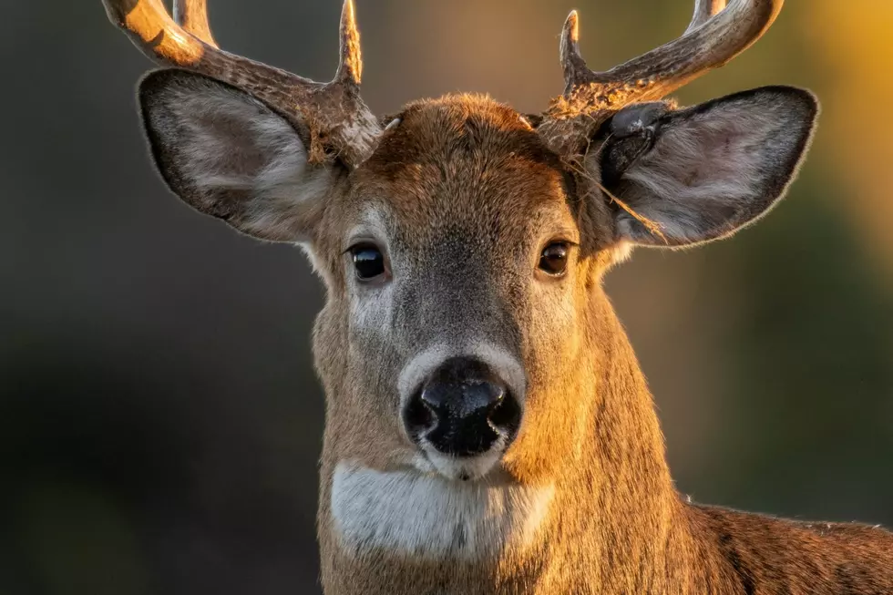 Major Michigan Deer Hunting Rule Changes for 2026 Season