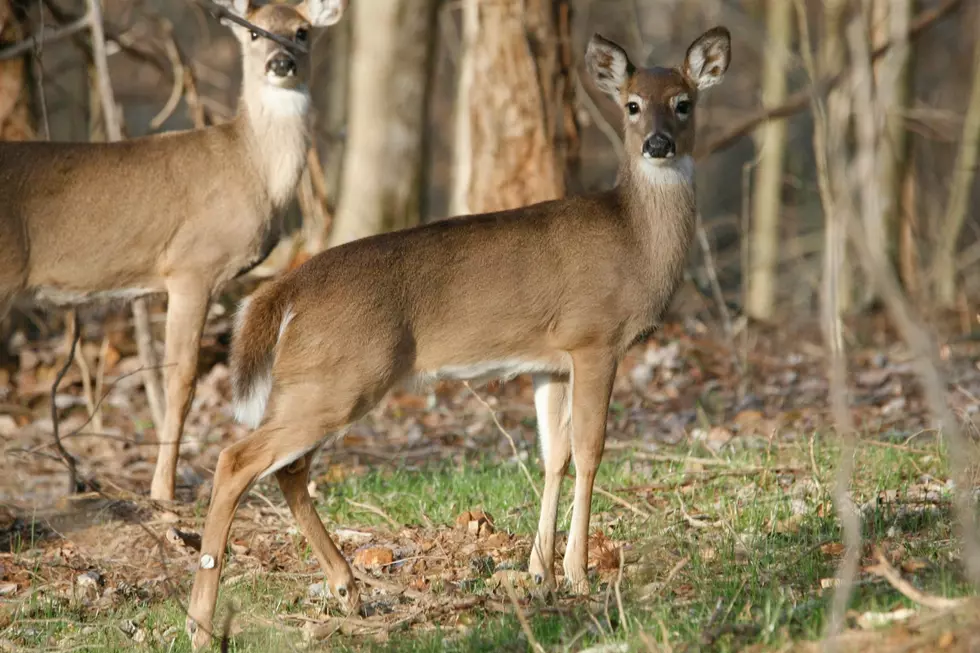 Michigan Deer Hunters Have a New Tagging Option This Season