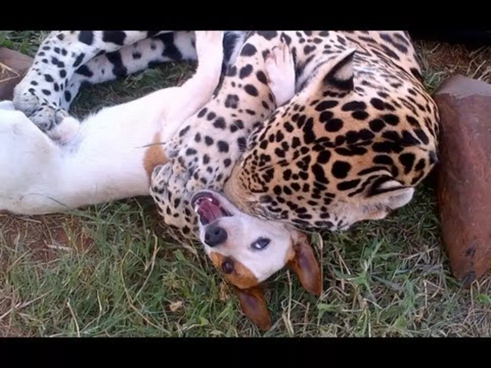 Baby Joel’s Poppin’ Video of the Day:  Jack Russell Meets An Apex Predator