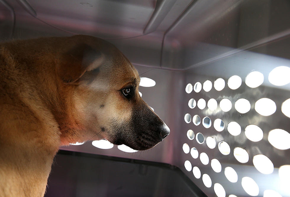 Yakima Humane Society Was Vandalized Over the Weekend