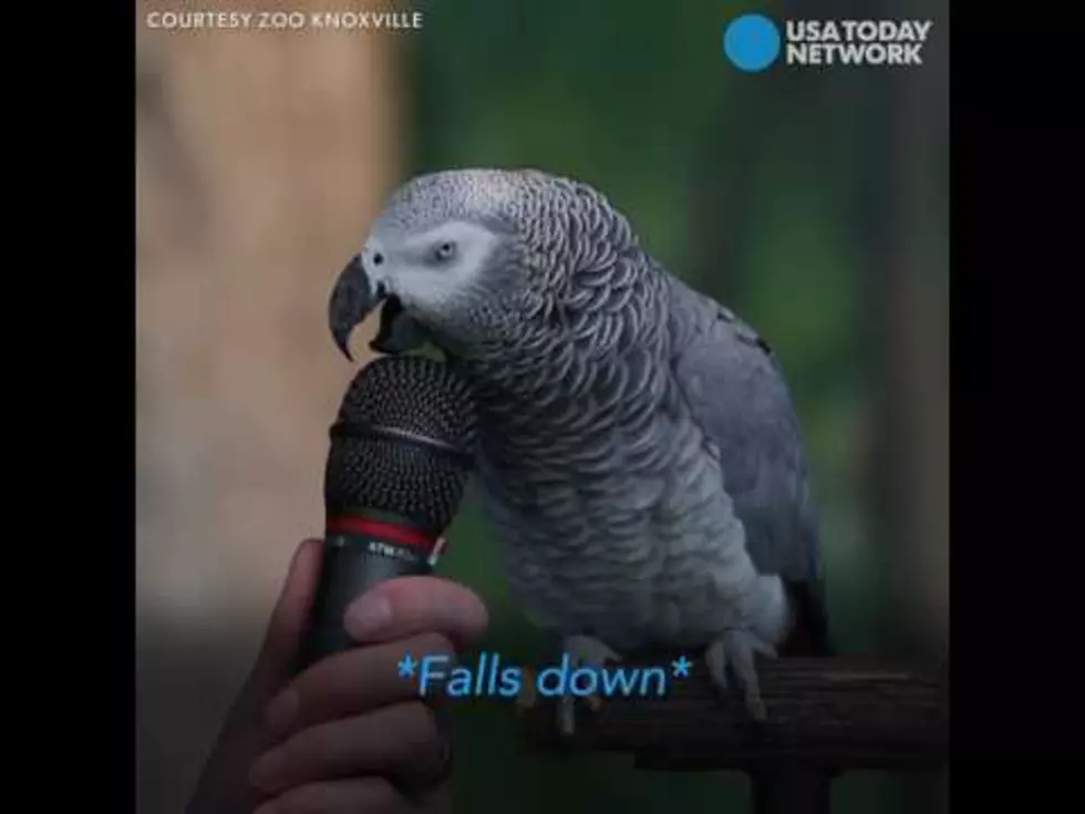 This Parrot Is Amazing At Doing Impressions — It Does The Best Pig Ever!