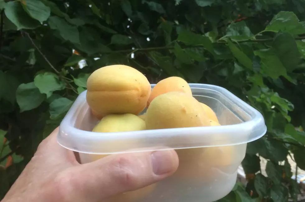 Poll Settles It: In Yakima, We Pronounce Apricot APE-ricot