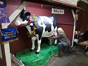 Besides The Music, My Favorite Thing At The Fair Is Maybelle, The Fake Milking Cow