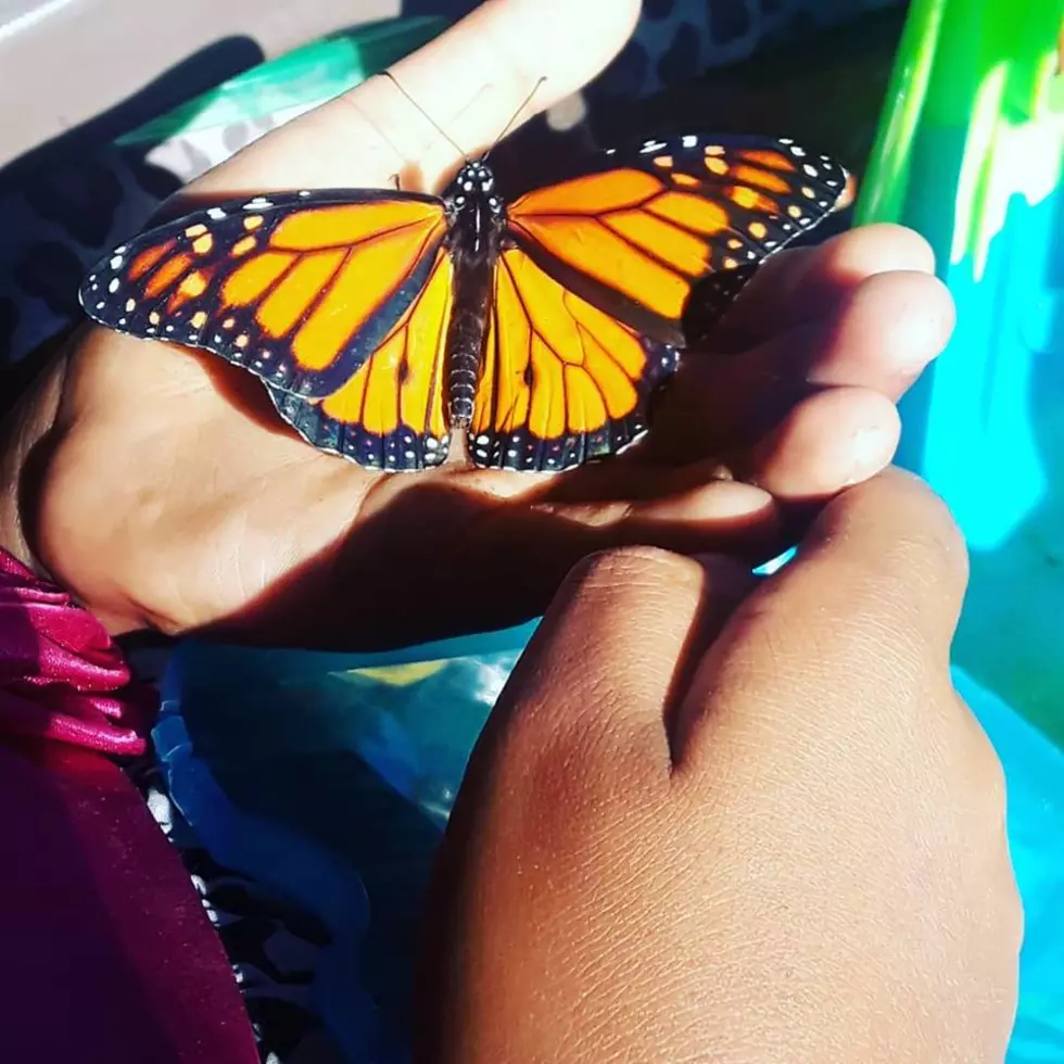 It Was A Pretty Fly Monarch Butterfly Release Party