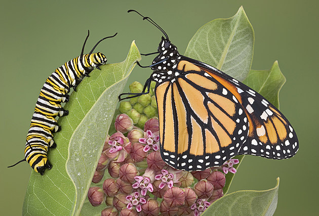 Monarch Butterfly Release Party This Sunday (9/15)