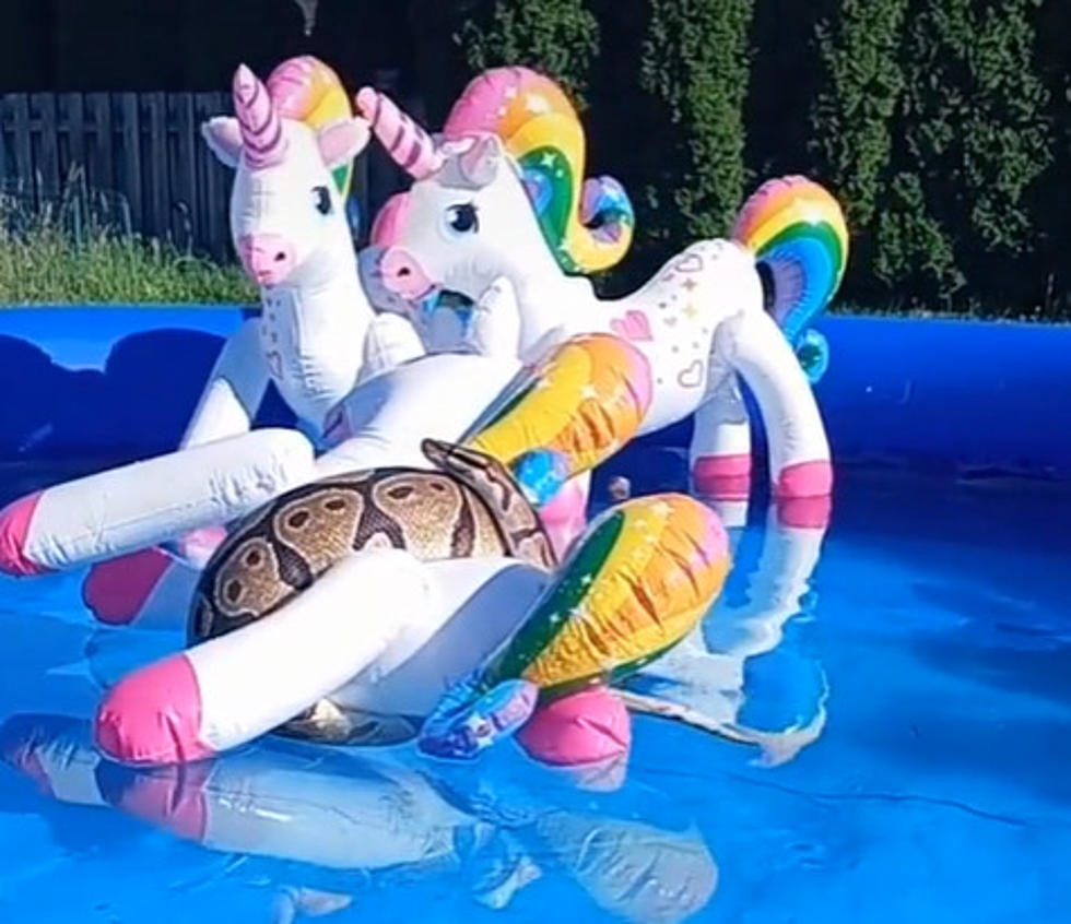 WA State Python Relaxes on a Unicorn Float in a Pool on a Hot Day
