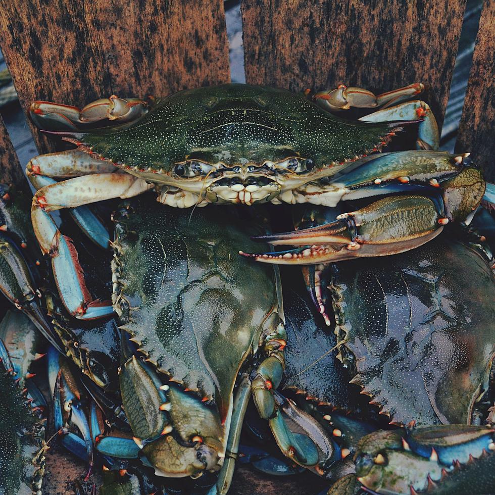Gobbling Green Crabs Wanted by WA State Authorities for Gorging on Our Seafood