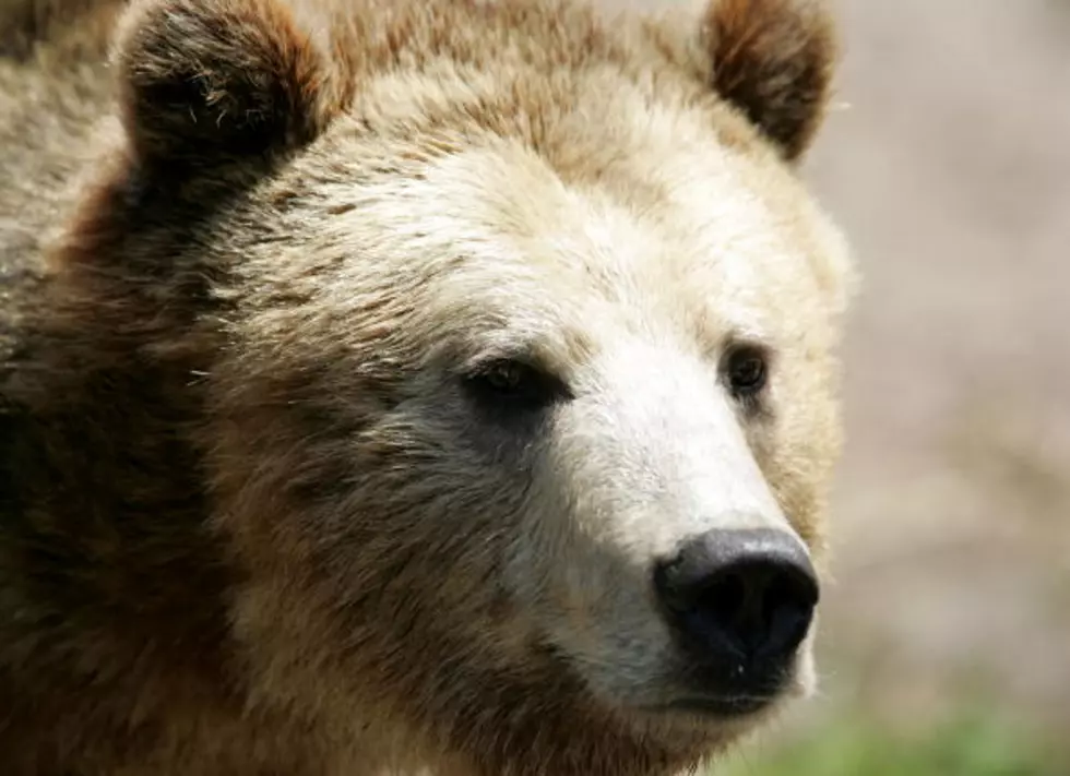 This Bear Just Moonwalked [Video]