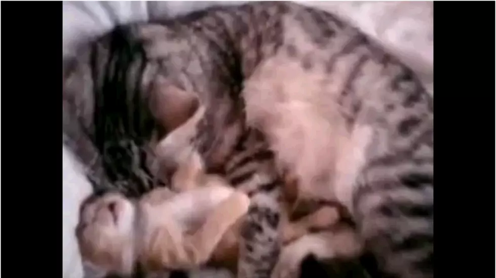 Momma Cat Hugs Away Baby Kitten&#8217;s Night Terrors. CUTENESS OVERLOAD![Video]