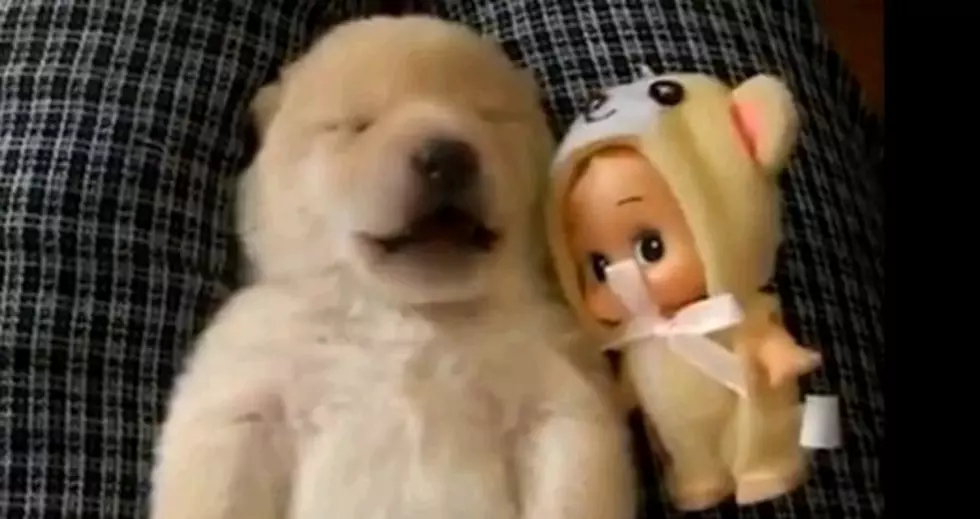 Puppy Has A Bad Dream [Video]