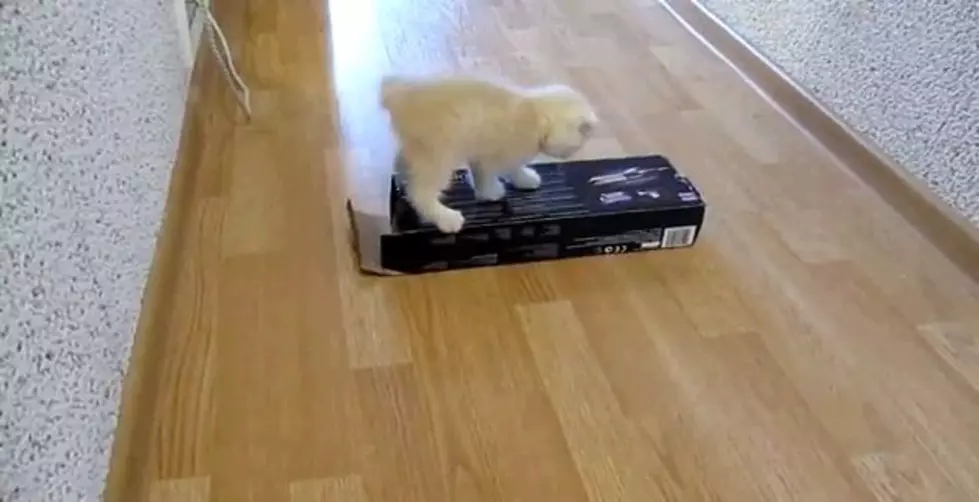 Kitten + Box + Slippery Floor = Internet Gold [Video]