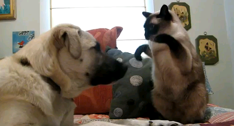 B-Ray’s Knockout Of The Week: Cat Boxing [Video]