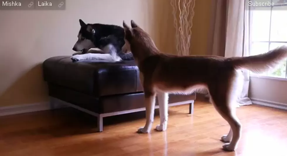 Two Talking Dogs [Video]