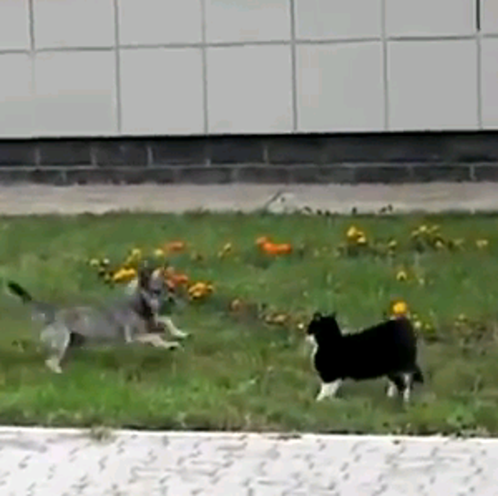 Cat Vs Dog Mexican Standoff [Video]