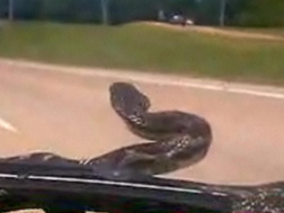 Yikes! Snake Slithers Onto SUV Windshield While Family Drives Down Highway [VIDEO]