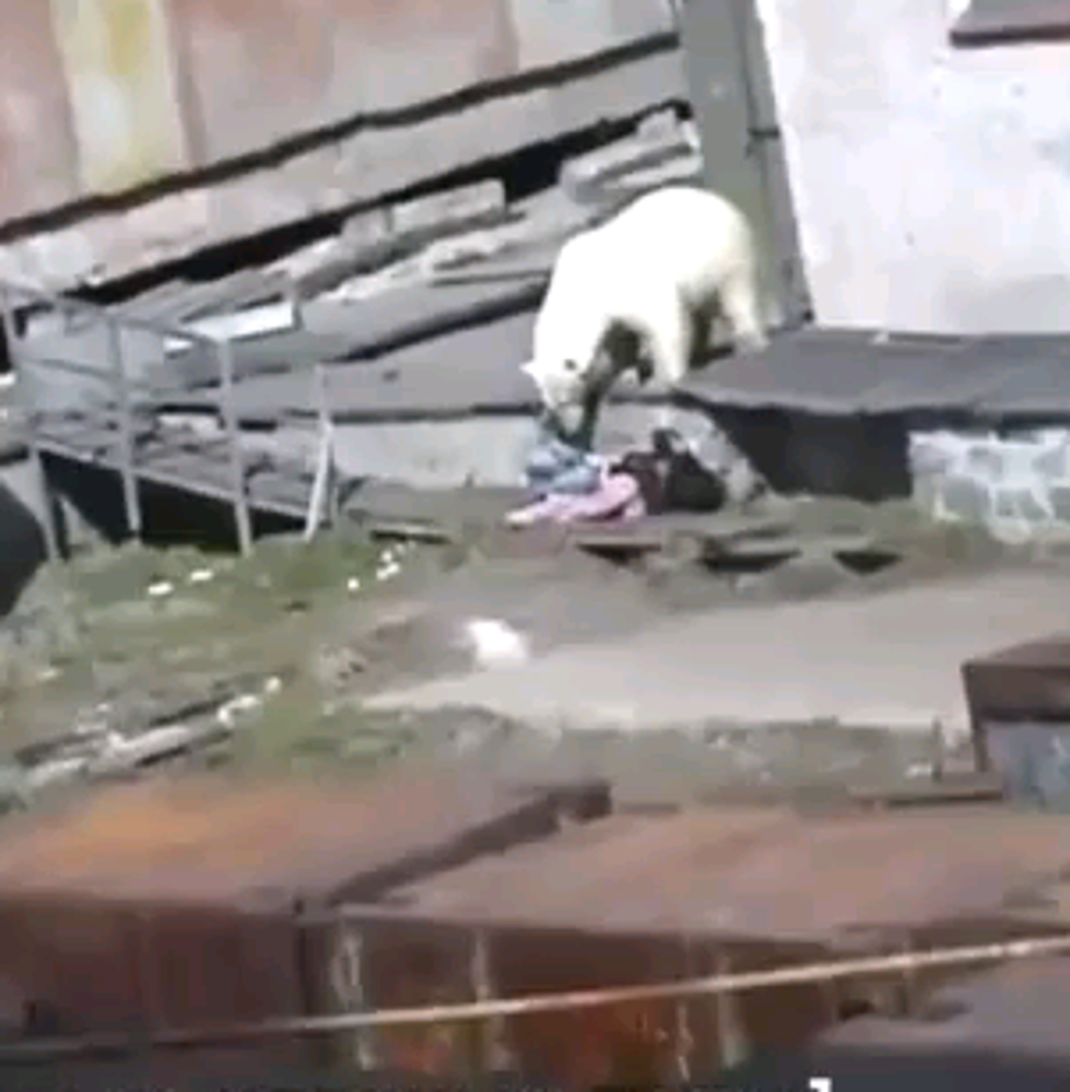 Polar Bear Attacks Lady That Poops In Public [Video]
