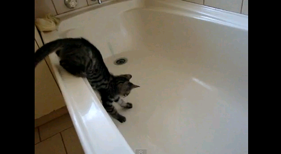 Cats Hate Bathtubs [Video]