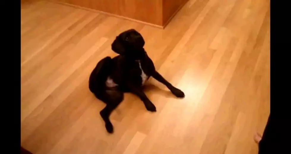 Dog Trick &#8216;Show Your Weiner&#8217; [Video]