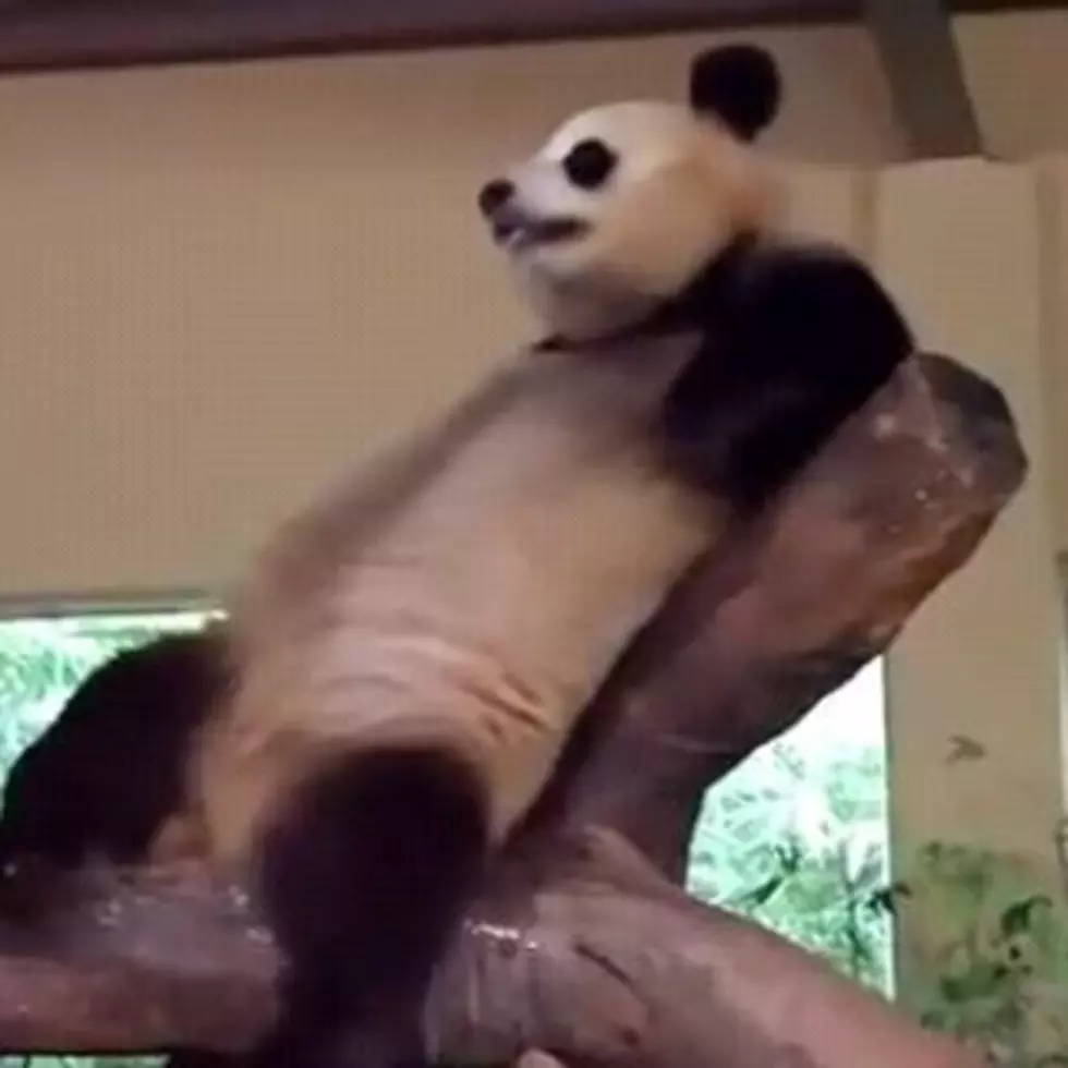Panda Pees On His Panda Friend [Video]