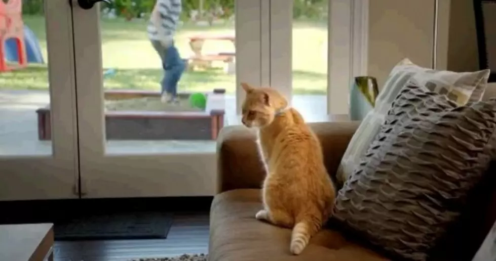 The Shelter Project Gives Us A Pets Point Of View [Video]
