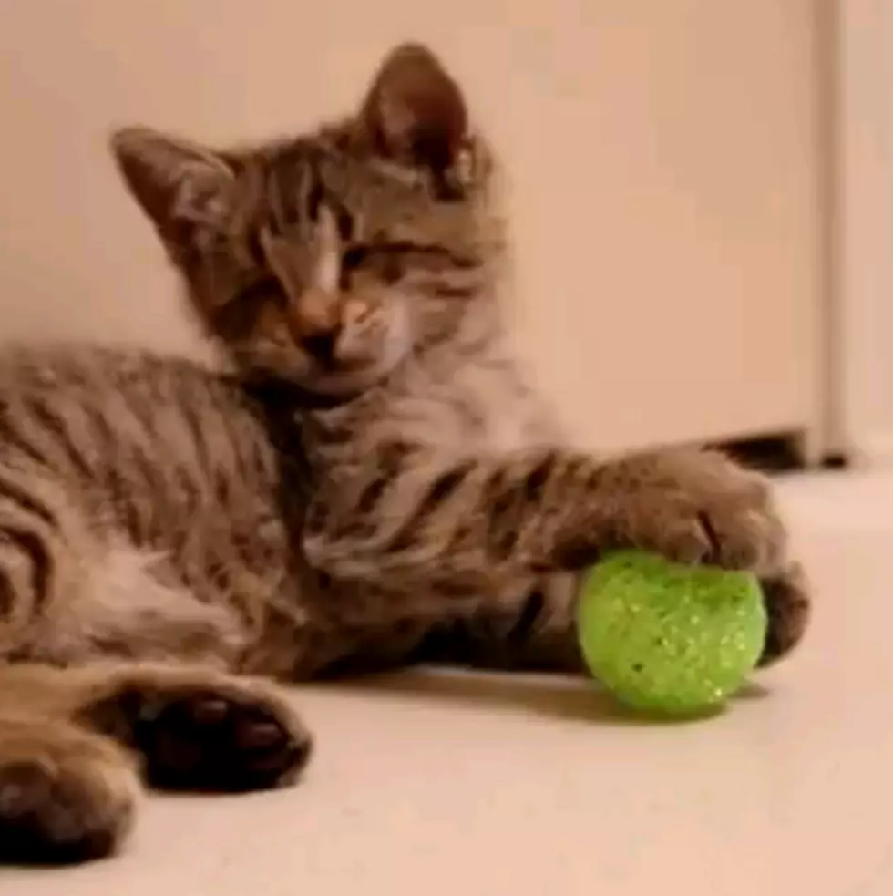 Oskar The Blind Kitten Gets His First Toys [Video]