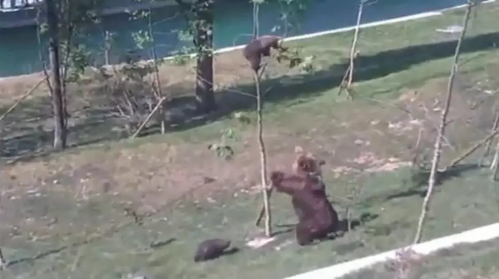 Baby Bear Is Stuck In A Tree [Video]